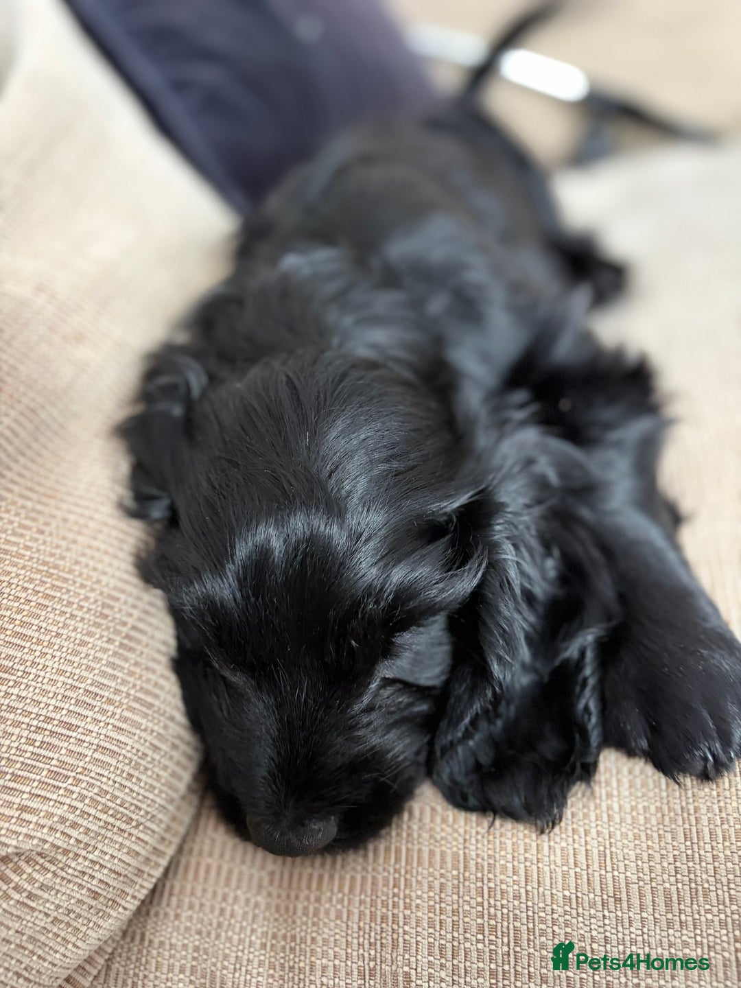 Cockapoo dogs for sale: Cockapoo X Coker spaniel  - Advert 22