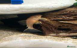 Cichlids fish for sale: South American Cichlids  - Image 4