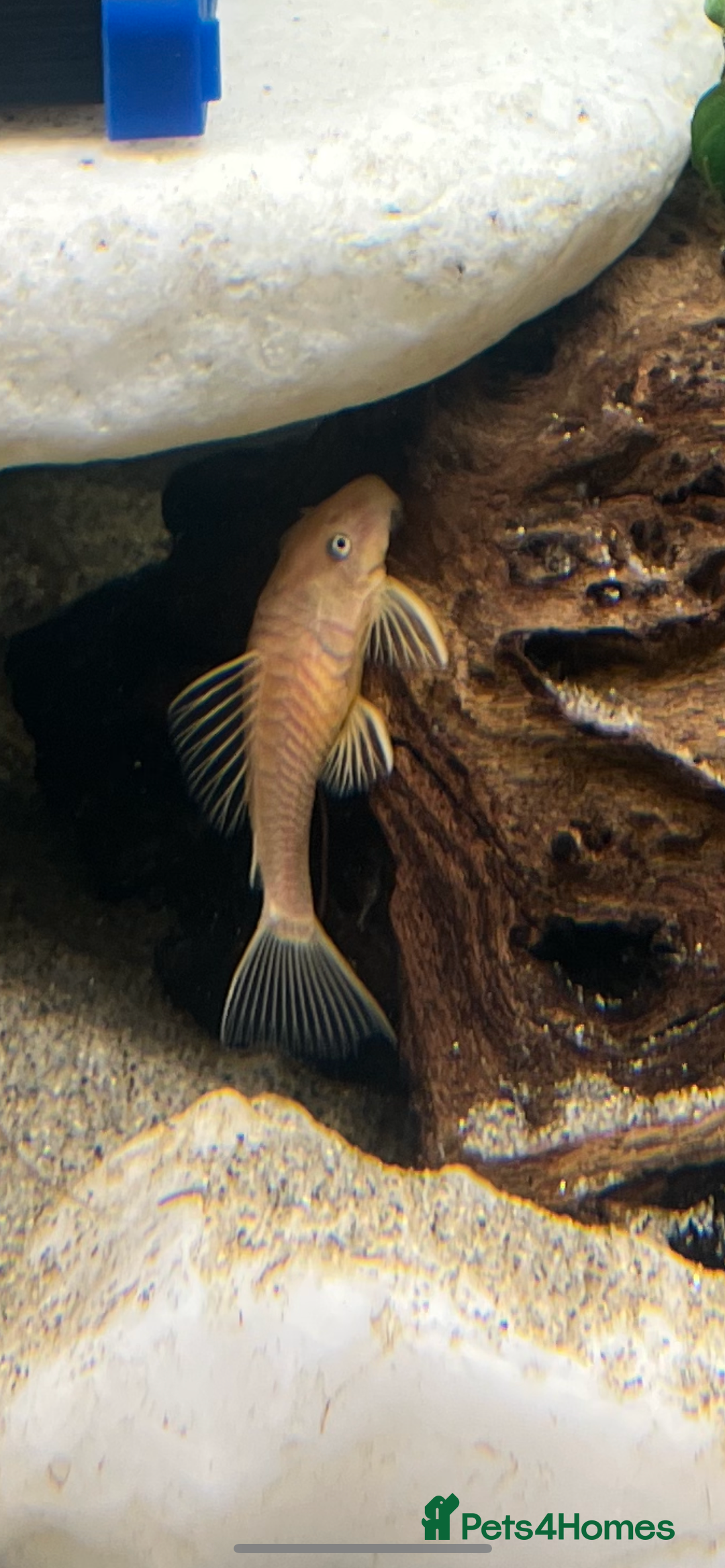 Cichlids fish for sale: South American Cichlids  - Image 4