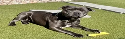 Staffordshire Bull Terrier dogs for sale: LOVING HOME WANTED FOR OUR 18-MONTH-OLD STAFFIE  - Advert 2