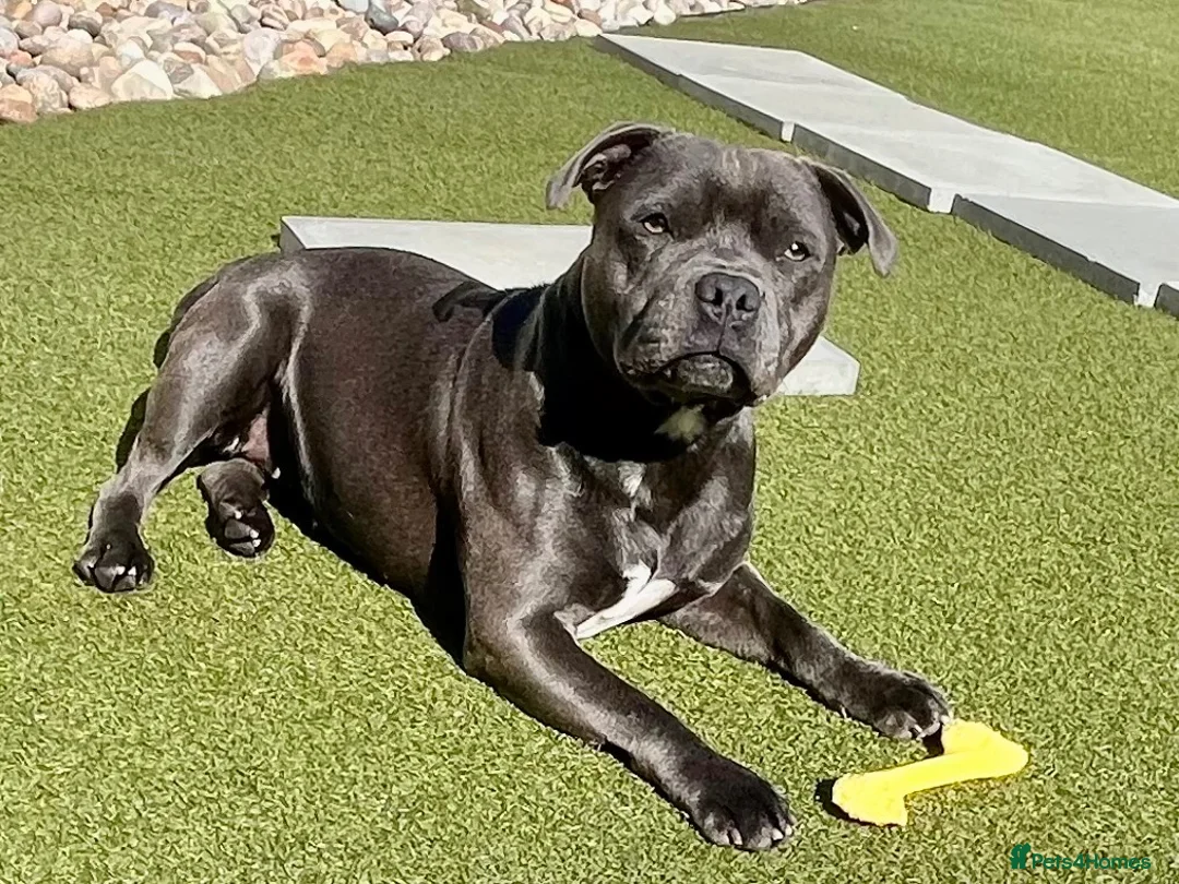 Staffordshire Bull Terrier dogs for sale: LOVING HOME WANTED FOR OUR 18-MONTH-OLD STAFFIE  - Advert 2