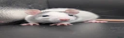 Rat rodents for sale: Baby Rats for homes in Durham - Advert 8