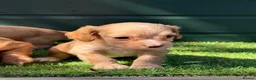 Cocker Spaniel dogs for sale: Stunning KC reg and fully health tested  - Advert 7
