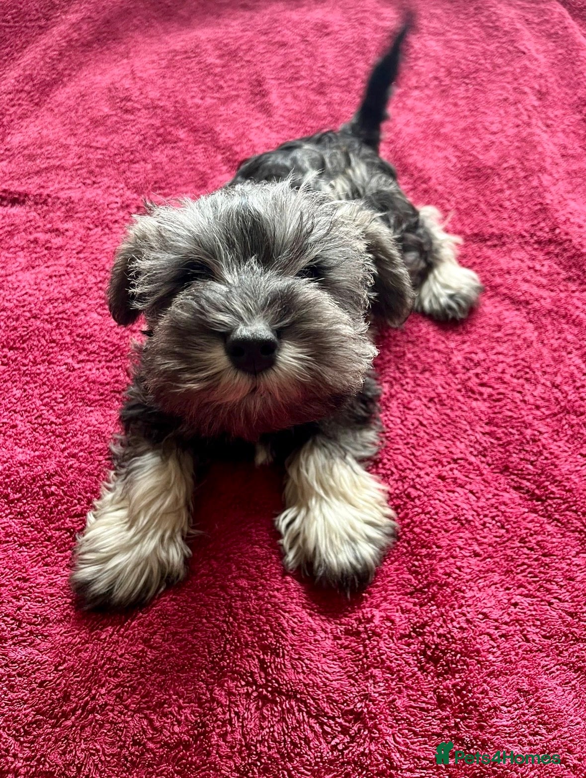 Miniature Schnauzer dogs READY Pepper salt boy miniature schnauzer pups - Advert 3