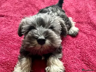 Miniature Schnauzer dogs READY Pepper salt boy miniature schnauzer pups - Advert 3