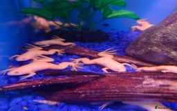 Other/Mixed Breed fish for sale: Fish Stock List - Updated Regularly  - Image 24