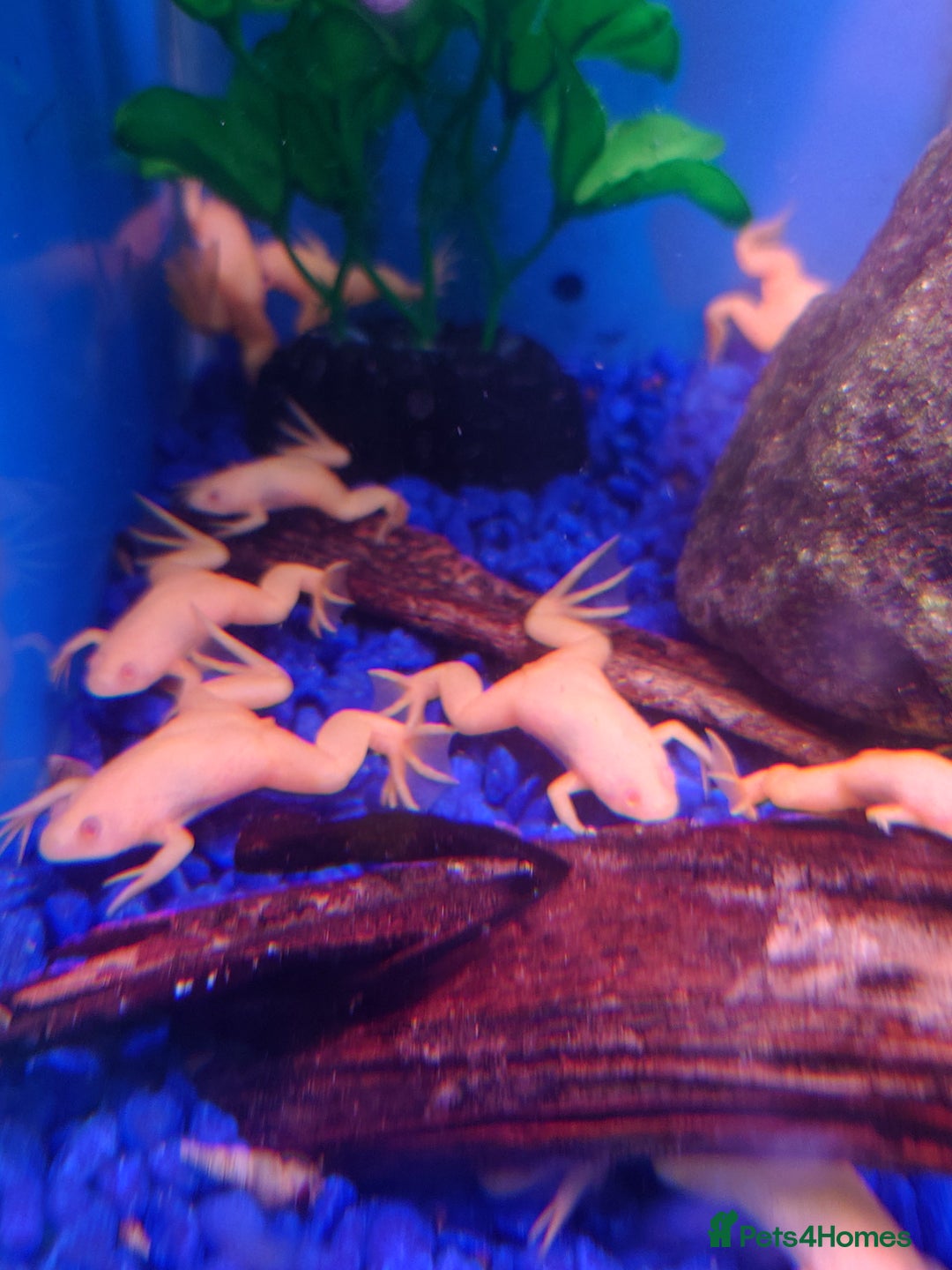 Other/Mixed Breed fish for sale: Fish Stock List - Updated Regularly  - Image 24