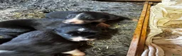 Border Collie dogs for sale: 6 gorgeous puppies 2 boys 4 girls  - Advert 5