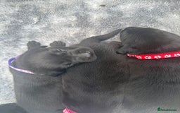 Labrador Retriever dogs for sale: Black labradors  - Image 6