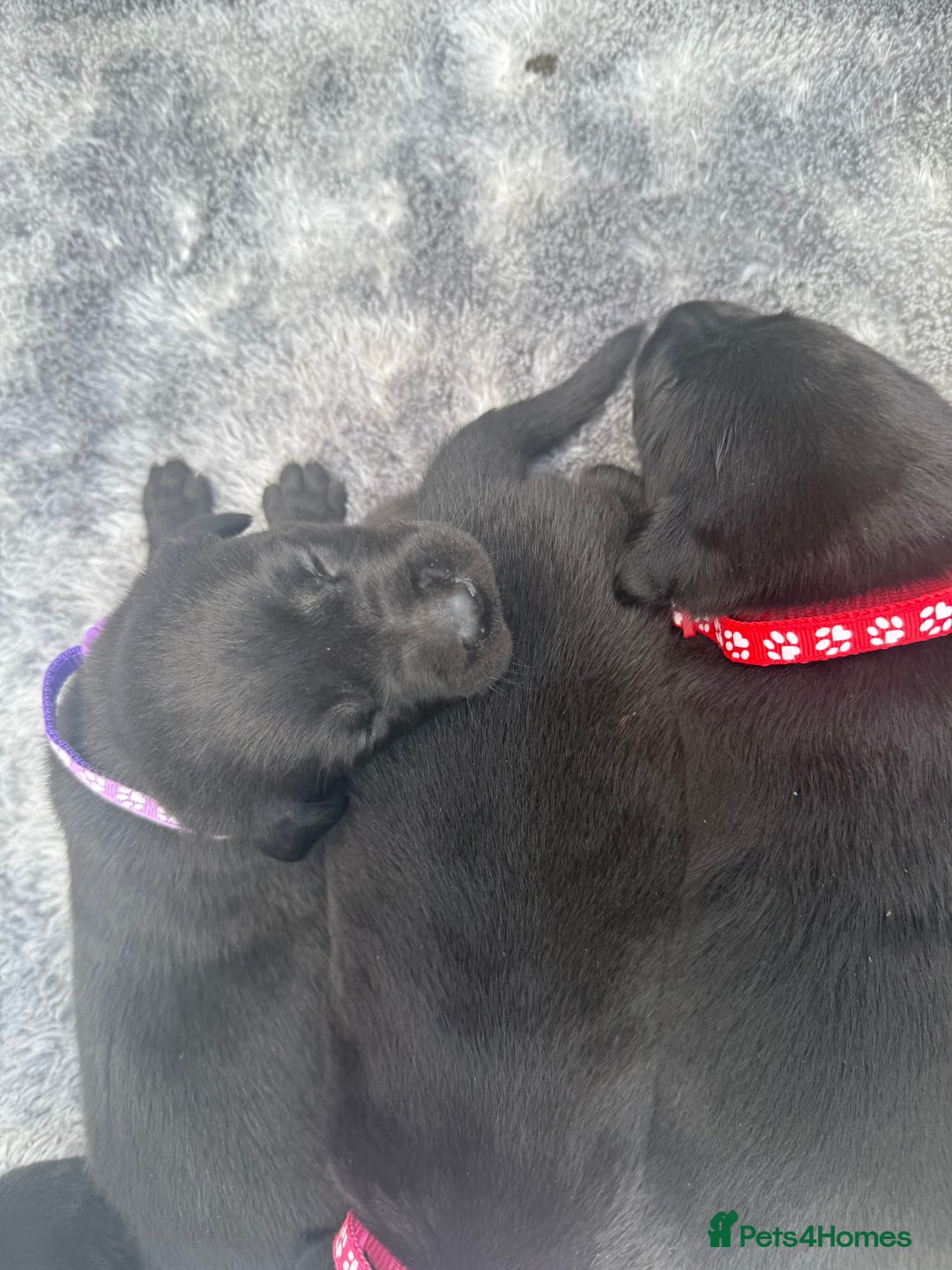 Labrador Retriever dogs for sale: Black labradors  - Image 6