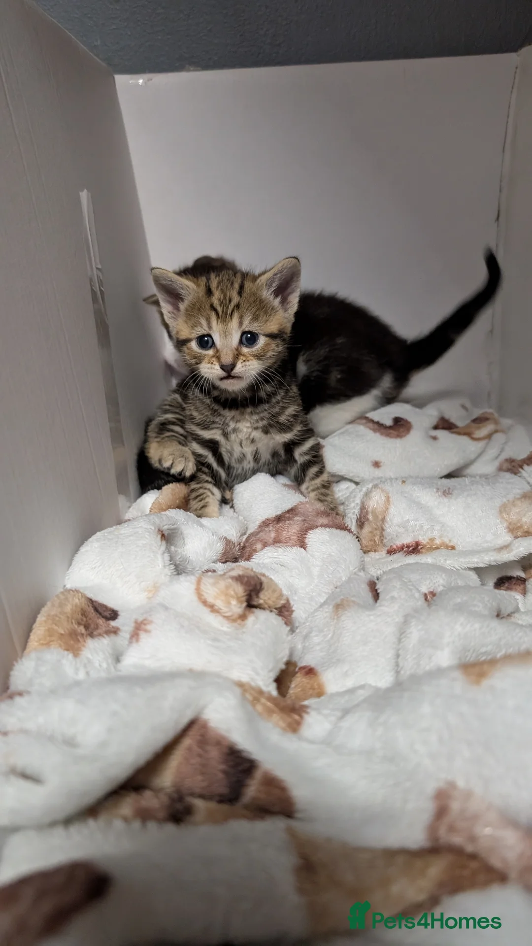 Mixed Breed cats for sale: Gorgeous kittens for sale  - Advert 2