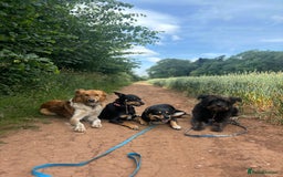 Canaan Dog dogs for sale: Roo - Canaan Dog Mix - Image 12