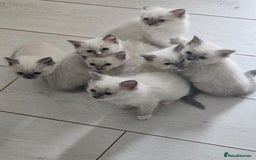 Ragdoll cats for sale: 7 beautiful blue mitted ragdoll kittens - Image 2