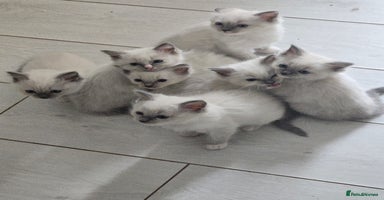 Ragdoll cats - Advert 10