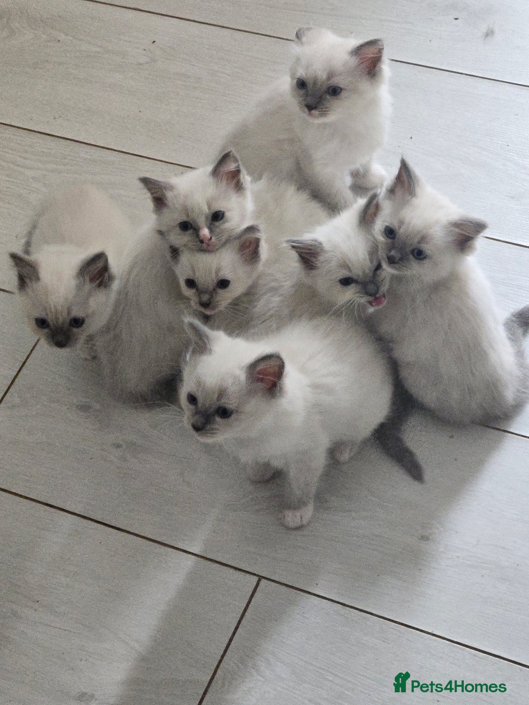 Ragdoll cats for sale: 7 beautiful blue mitted ragdoll kittens - Image 2