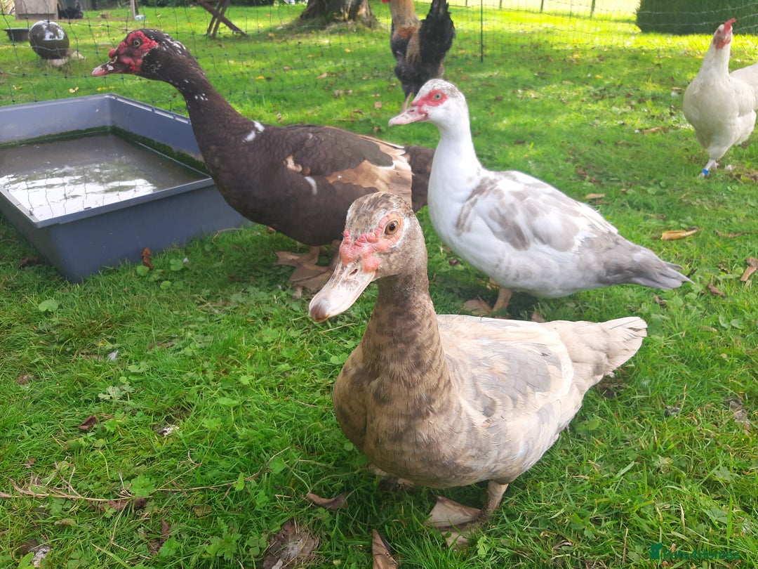 Ducks poultry for sale: Unsexed muscovy ducklings for sale - Image 5