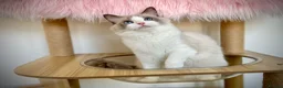Ragdoll cats for sale: Beautiful cuddling ragdoll girl. - Advert 7