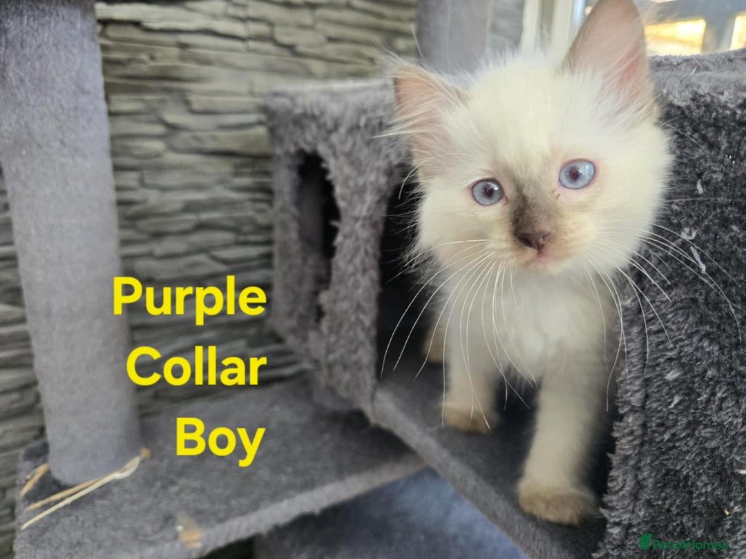 Ragdoll cats for sale: Beautiful ragdoll kittens - Image 22