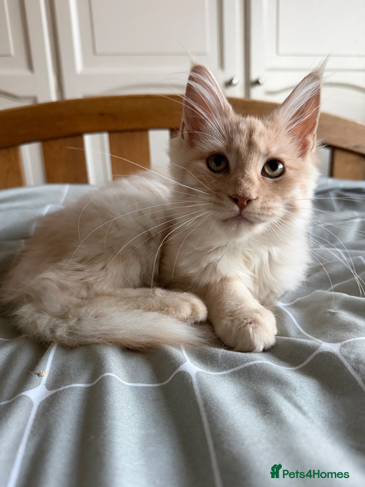 Maine Coon cats Maine Coon 3/4 Cross Kittens  - Advert 2