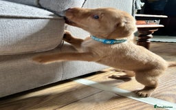 Labrador Retriever dogs for sale: Beautiful Labrador puppies 4 coats colour  - Image 24