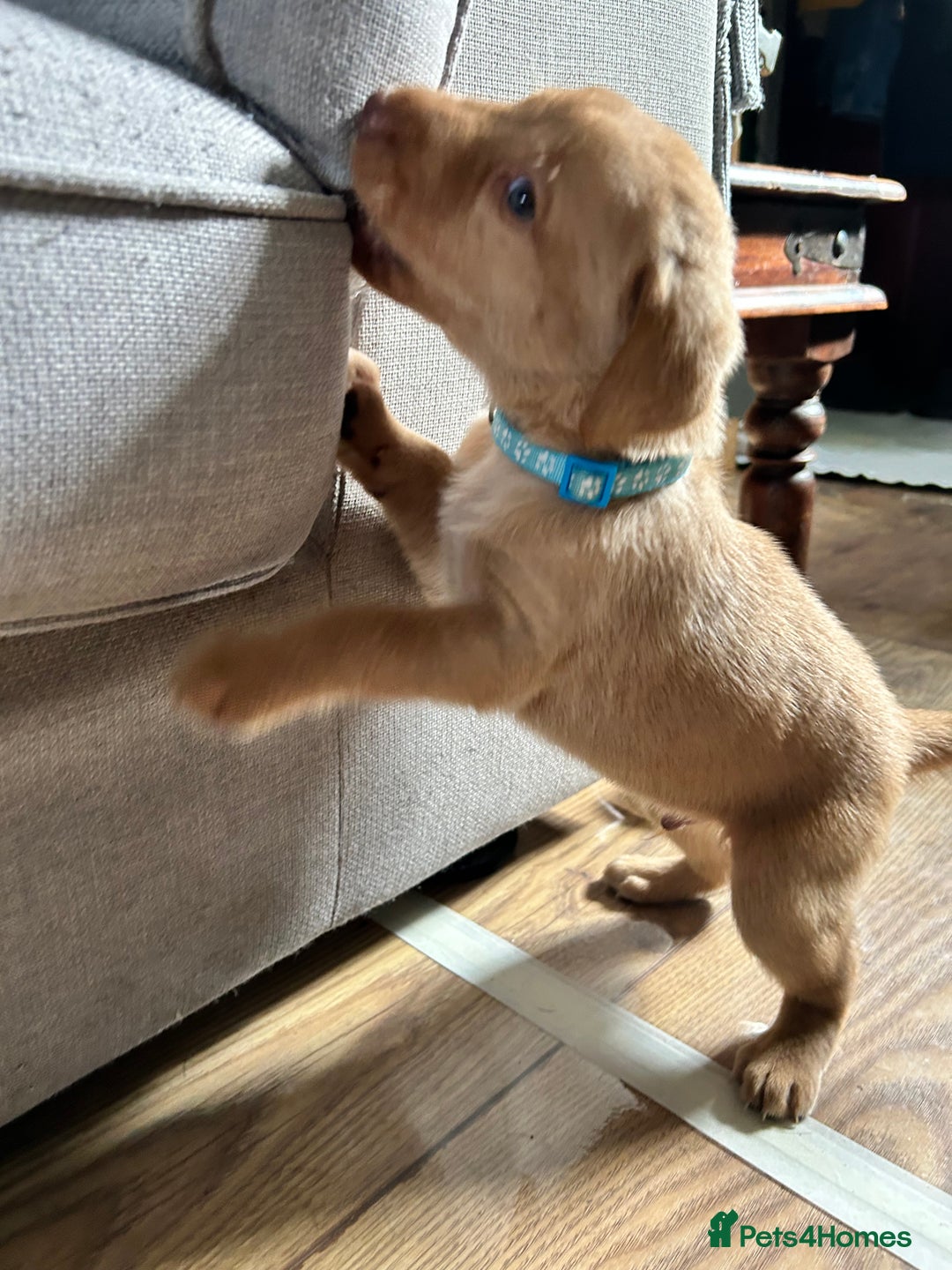 Labrador Retriever dogs for sale: Beautiful Labrador puppies 4 coats colour  - Image 24
