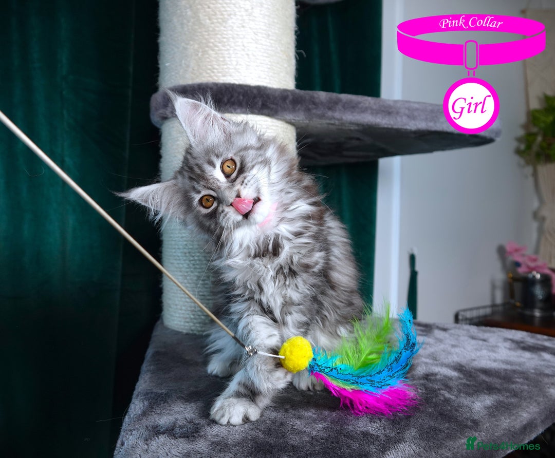 Maine Coon cats for sale: STUNNING XL PEDIGREE MAINE COON KITTENS  - Image 35