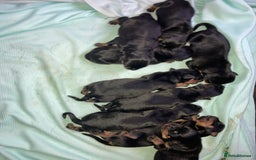 Rottweiler dogs for sale: Rottweiler  - Advert 5