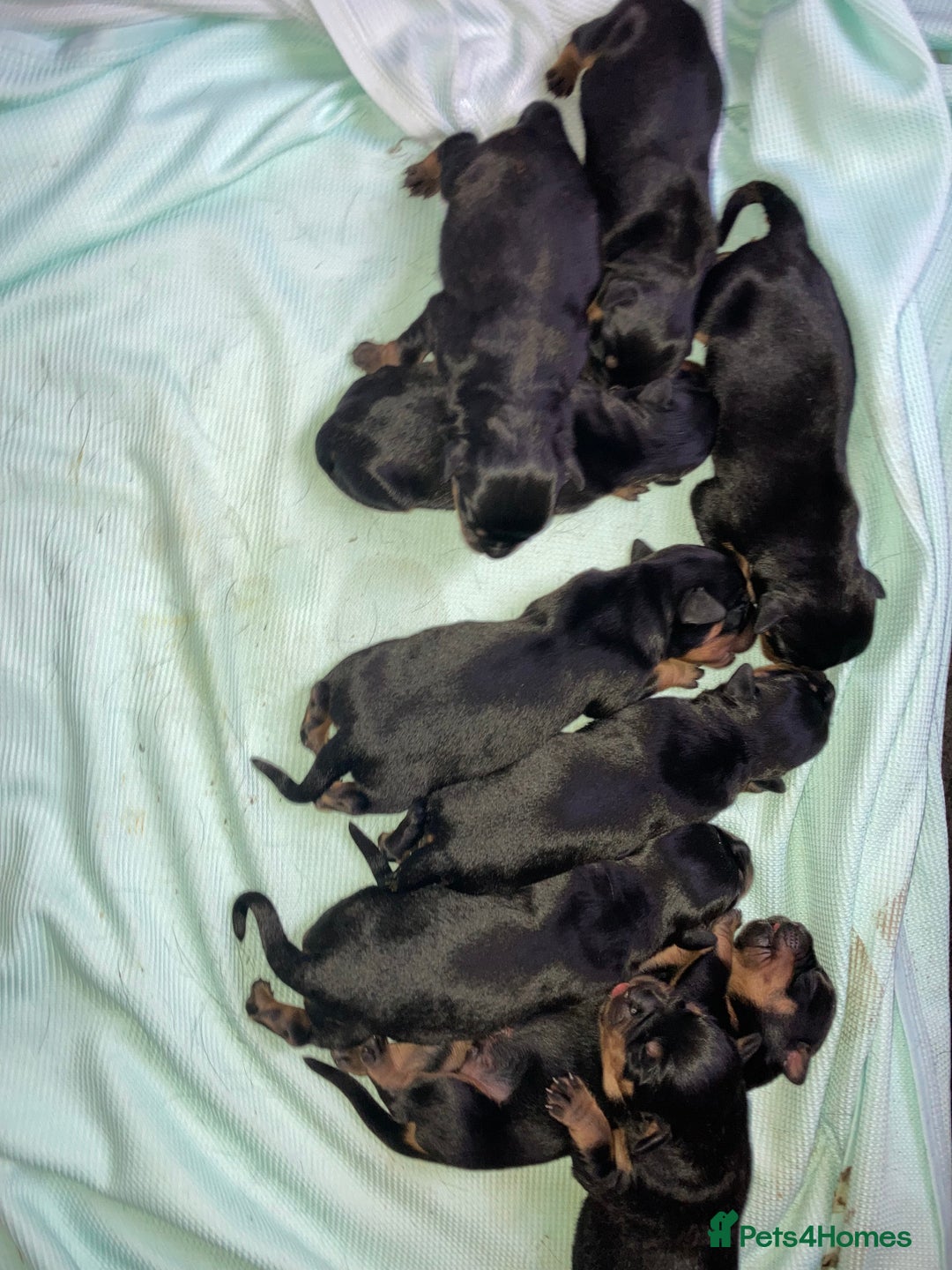 Rottweiler dogs for sale: Rottweiler  - Advert 5