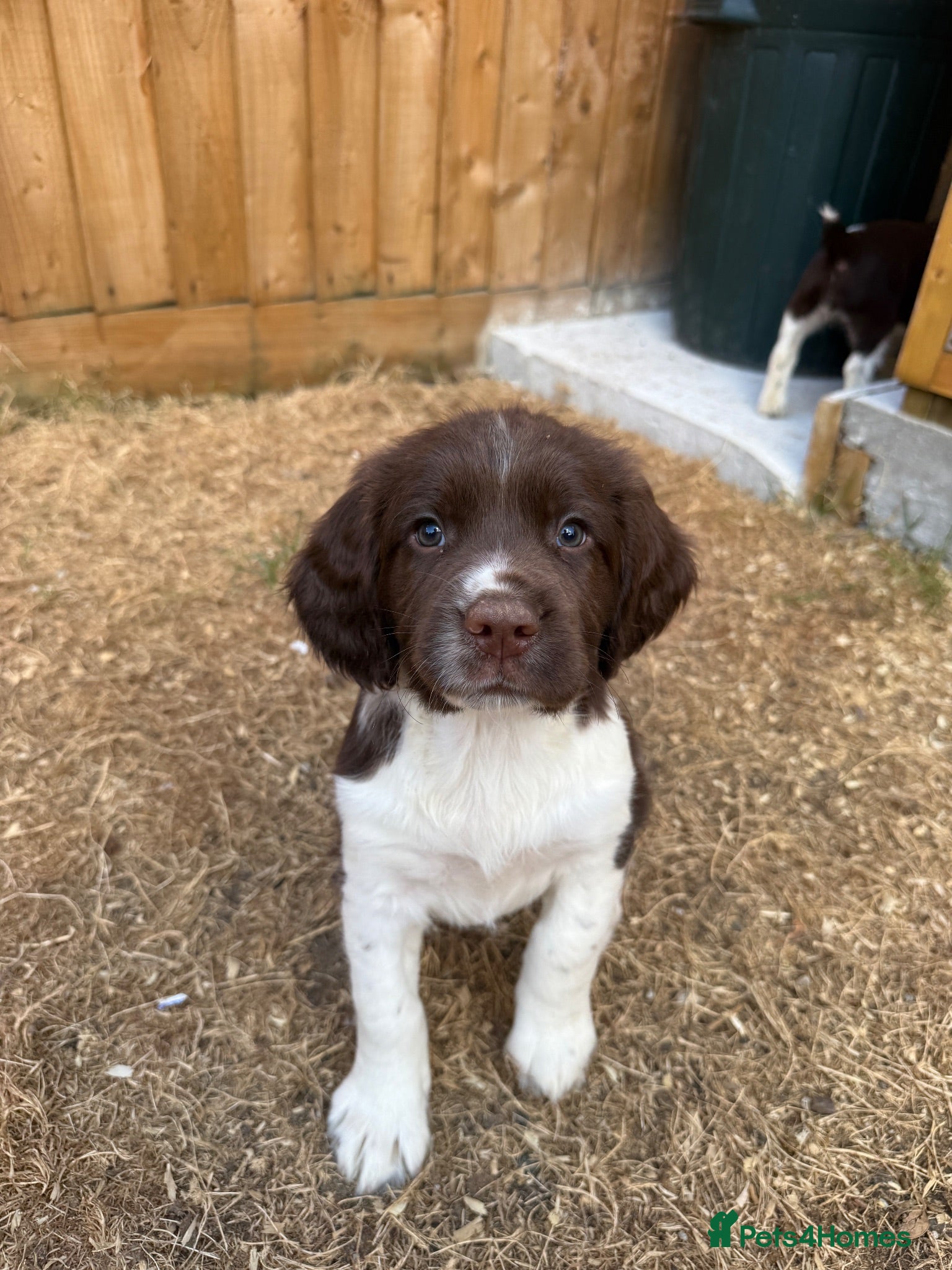 English Springer Spaniel dogs 2 x English Springer Spaniel Puppies - Advert 9
