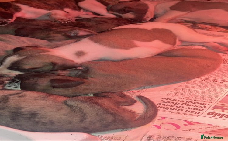 Whippet dogs - Advert 1
