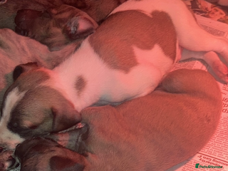 Whippet dogs - Advert 2