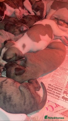 Whippet dogs - Advert 1