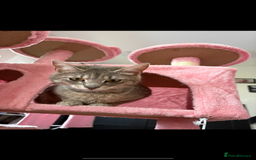 Bengal cats for sale: 1 girl LEFT 🩷tri-tabby Bengal x Siberian kitten🩷 - Image 4