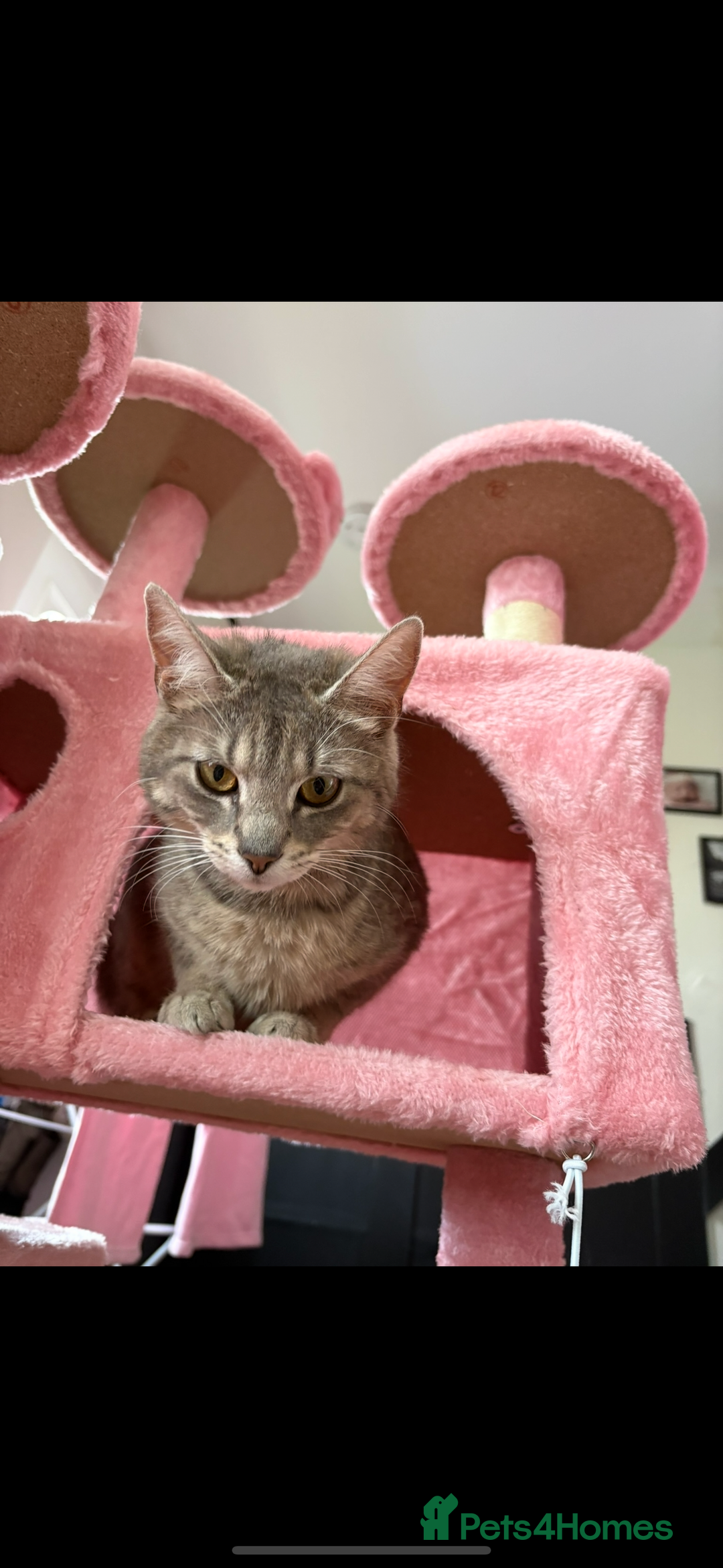 Bengal cats for sale: 1 girl LEFT 🩷tri-tabby Bengal x Siberian kitten🩷 - Image 4