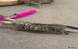 Bengal cats for sale: ❄️🐾Champion bloodline Snow Bengals 🐾❄️ - Image 3