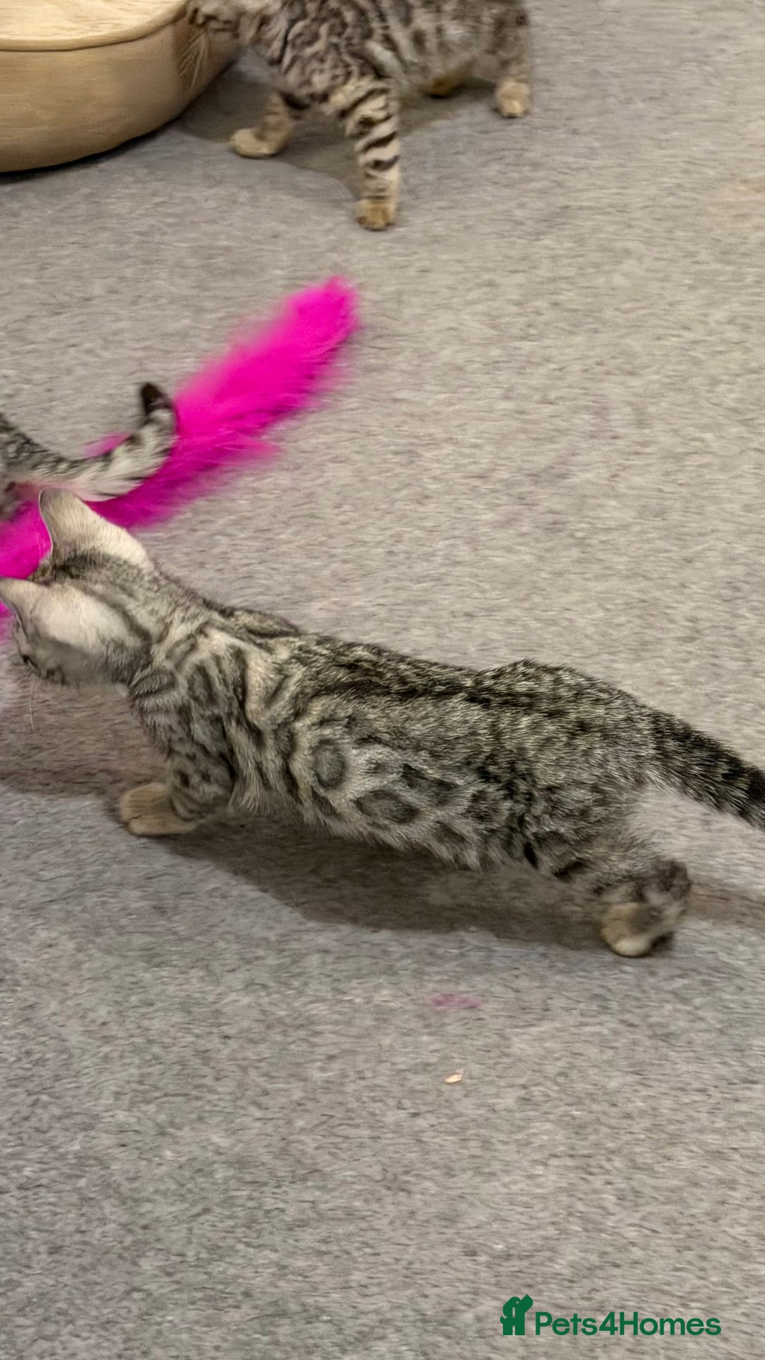 Bengal cats for sale: ❄️🐾Champion bloodline Snow Bengals 🐾❄️ - Image 3