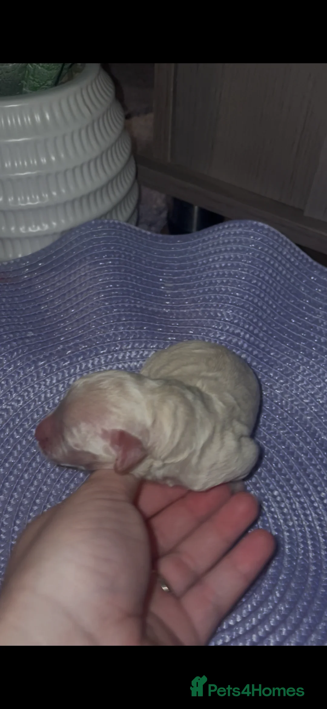 Mixed Breed dogs for sale: Toy poodles  - Advert 7