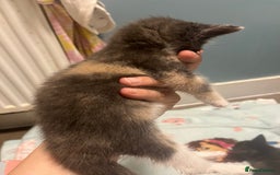 Mixed Breed cats for sale: Grey tortie  - Image 2