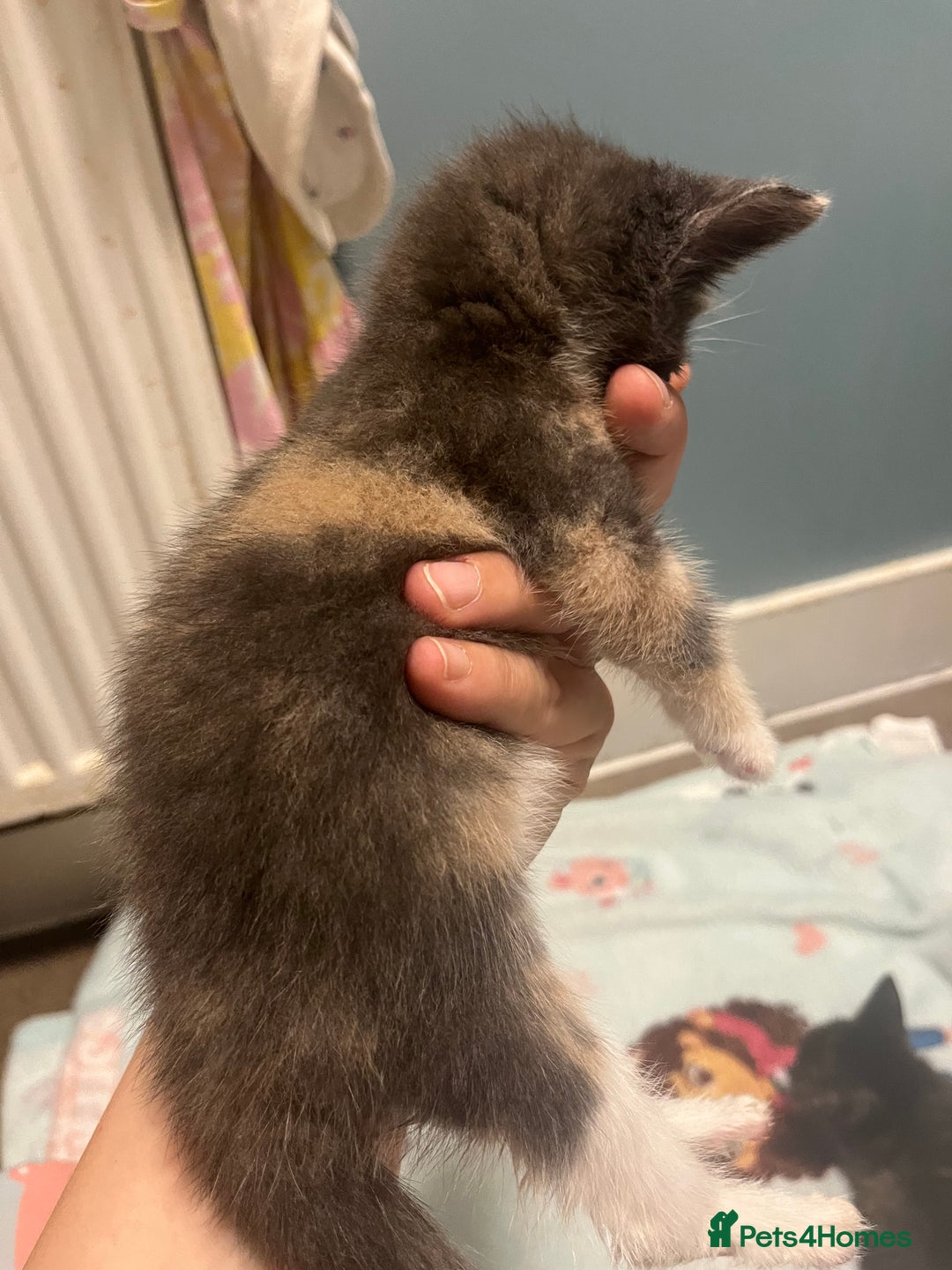 Mixed Breed cats for sale: Grey tortie  - Image 2