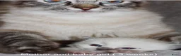 Ragdoll cats for sale: Pure bred Ragdoll kittens lynx bicolour in Saint Helens - Advert 6