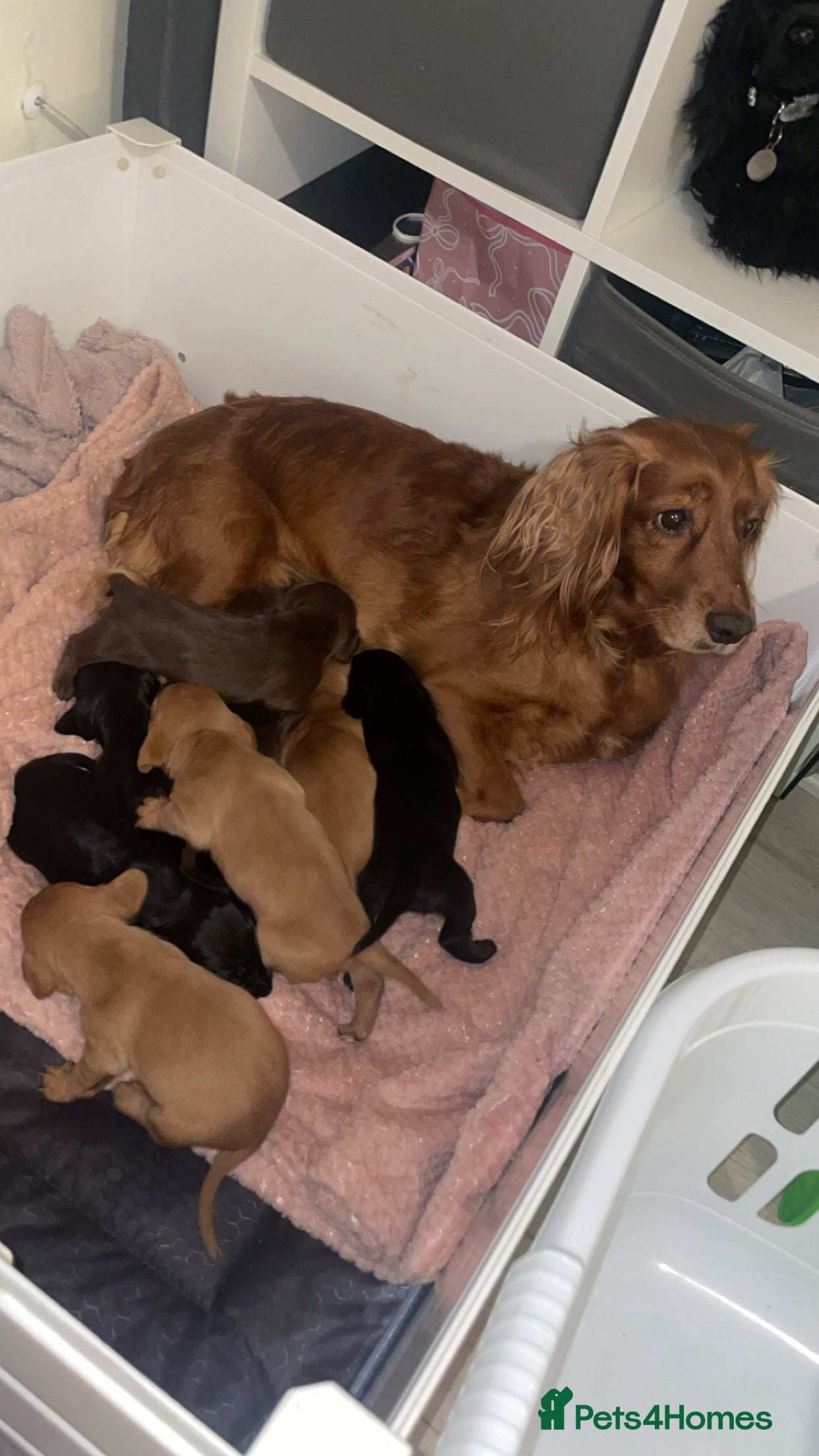 Mixed Breed dogs Cocker spaniel x dachshund puppies  - Advert 1