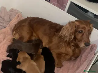 Mixed Breed dogs Cocker spaniel x dachshund puppies - Advert 1