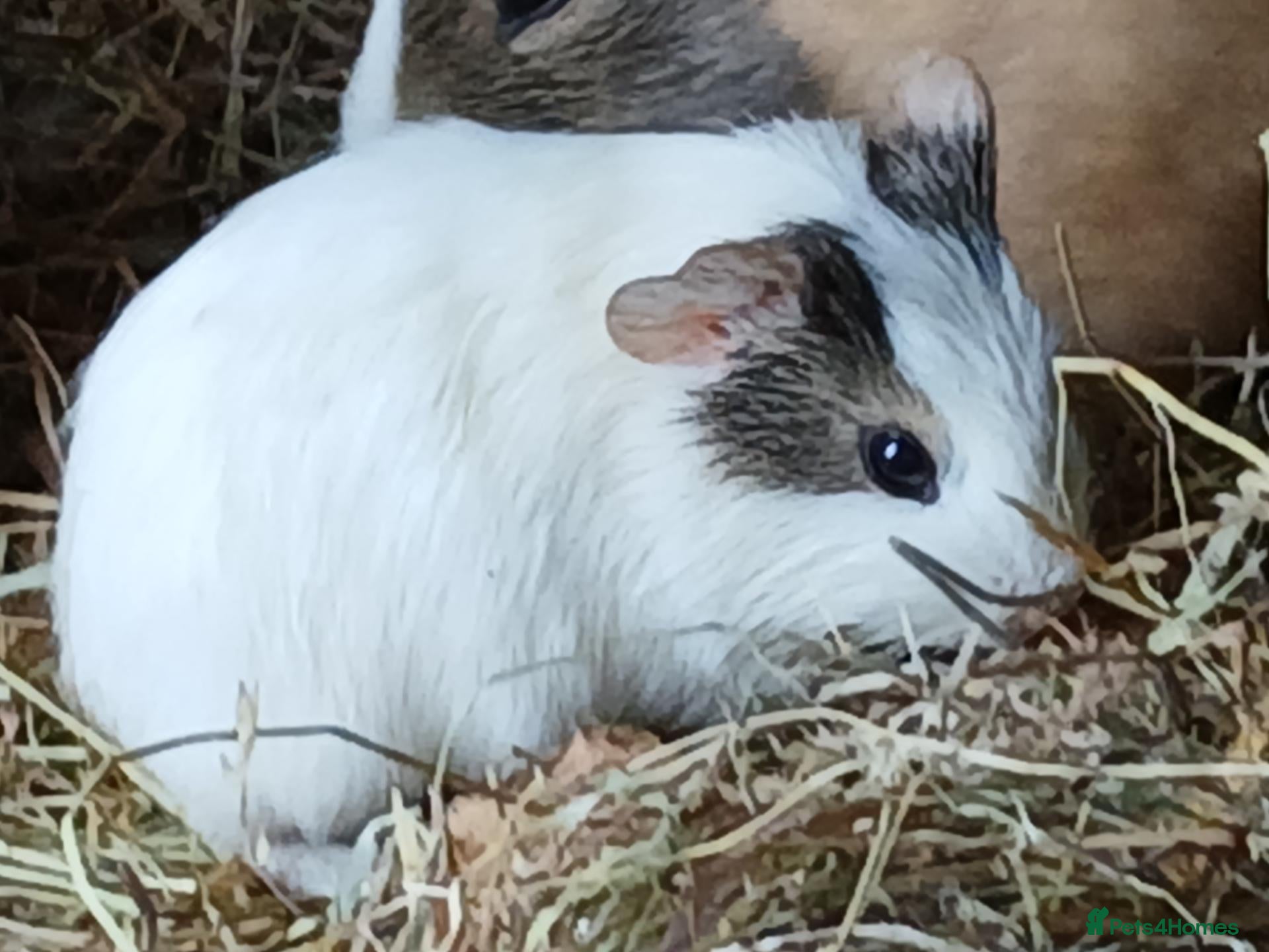 Guinea Pig rodents Loads of Bonded boar guinea pigs for sale - Advert 1
