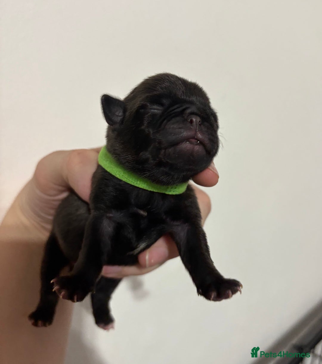 Pug dogs for sale: Pug puppies for sale  - Image 7
