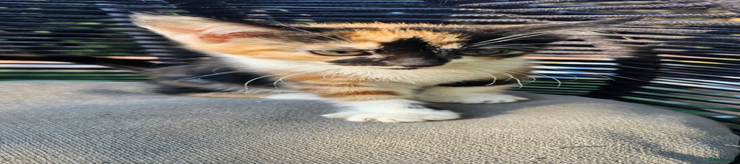 Mixed Breed Kitten 2