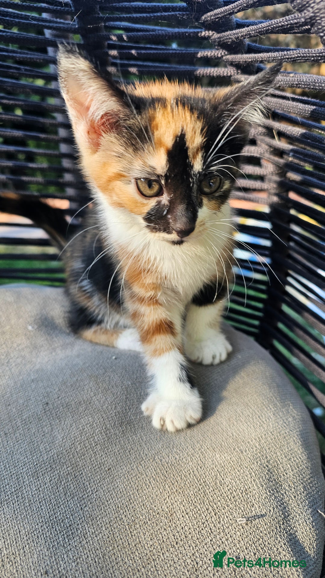 Mixed Breed cats for sale:  🐾 Adorable Kittens Ready for Loving Homes 🐾 - Image 27