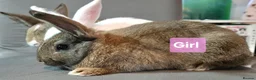 Mixed Breed rabbits for sale: Three Friendly Mixed-Dwarf Kits - Advert 3