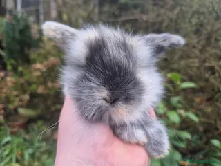 Mini Lop rabbits 🧡STUNNING TEDDYWIDDER X MINI LOP BOYS🧡 - Advert 8