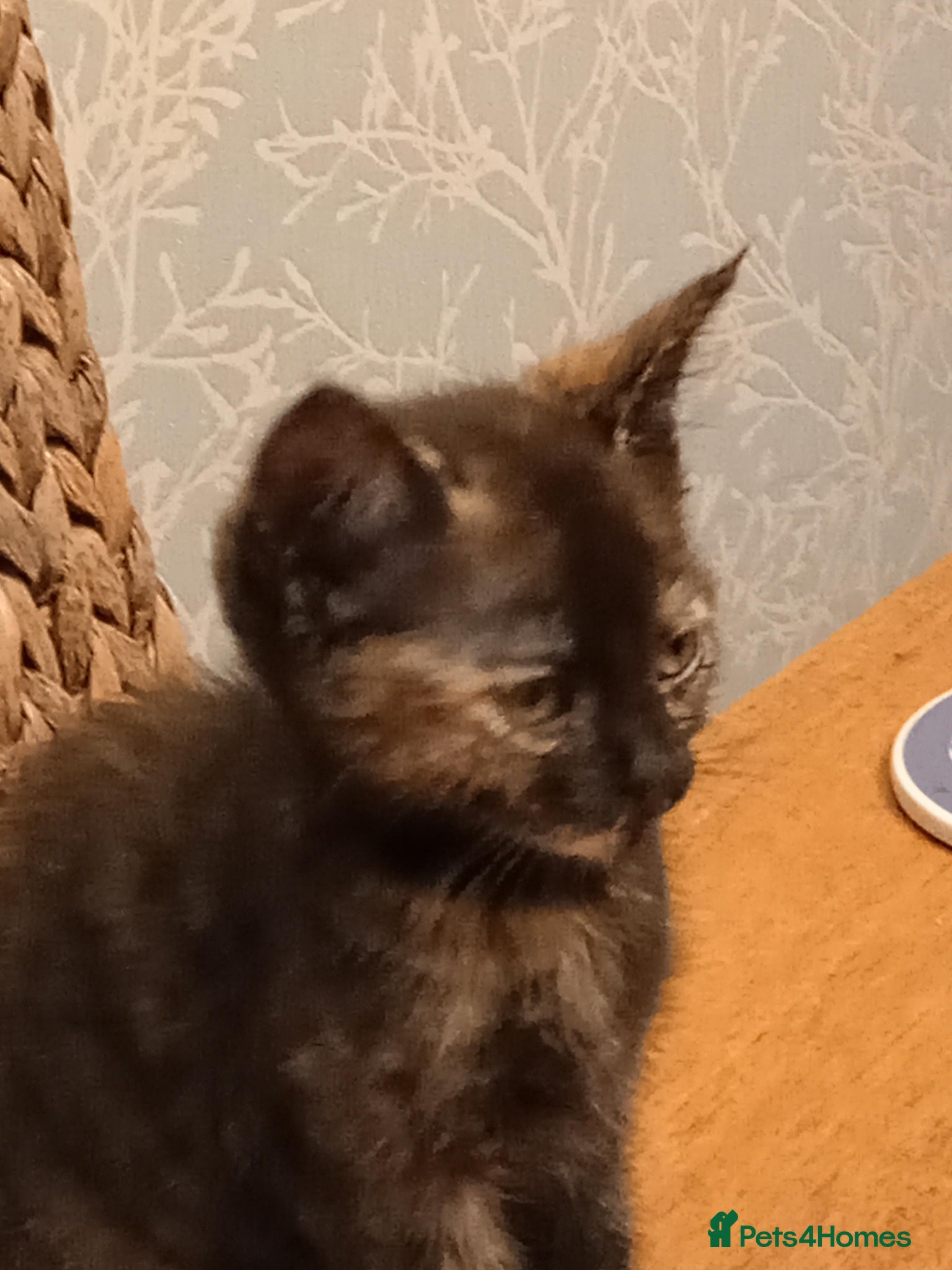 Mixed Breed cats Ready now Gorgeous female kittens available now  - Advert 2