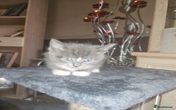 British Shorthair cats for sale: Beautiful kittens looking for loving homes  - Image 4